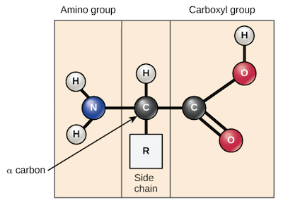 <p>is the chain that builds a protein. It usually a precursor to a protein. One or more polypeptides fold into a protein.</p><p><mark data-color="#faf5e1" style="background-color: rgb(250, 245, 225); color: inherit;">(ex.&nbsp;Letters (Amino Acids) -&gt; Word (Polypeptide) -&gt; Sentence (Protein))</mark></p><p></p>