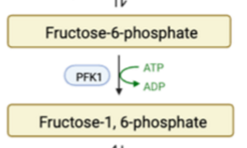 <p>glycolysis protein; phosphofructokinase. first committed step in glycolysis; activated by insulin, AMP, and ADP; inhibited by ATP and citrate</p>