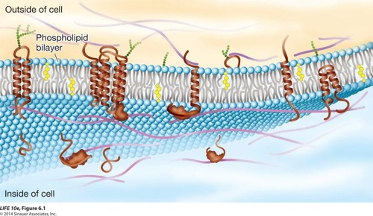 <p>Double layer of phospholipids forming cell membranes.</p>