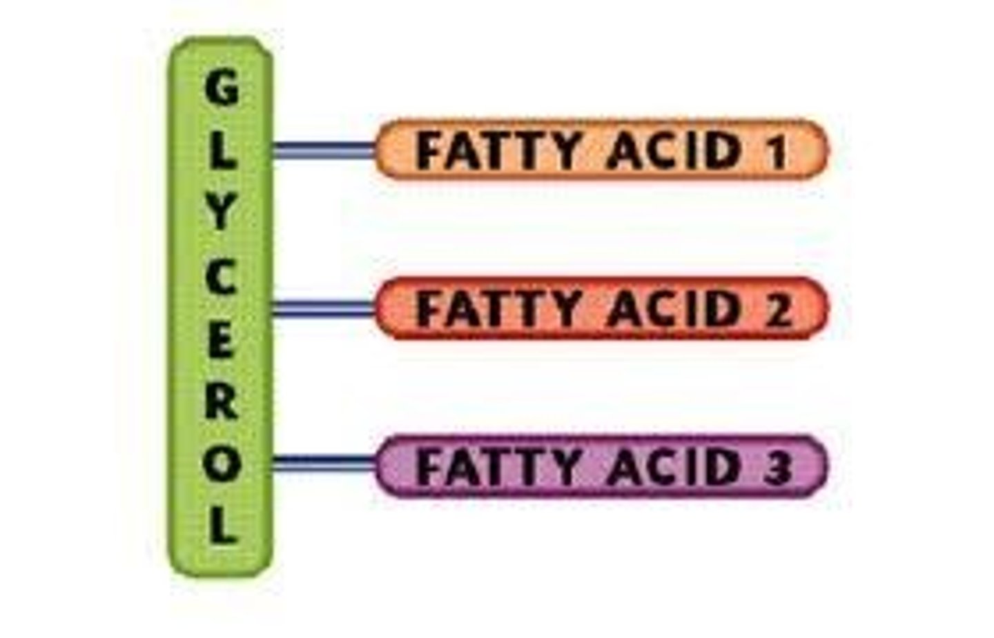 <p>glycerol and 3 fatty acid chains</p>