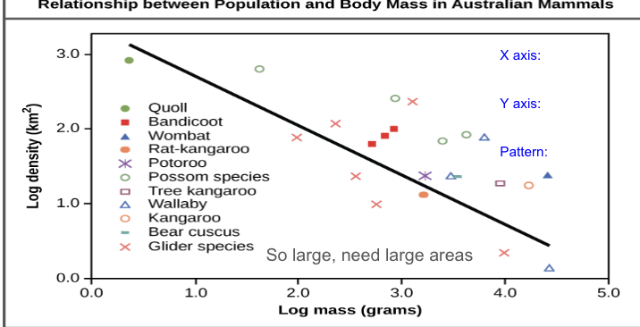 <p>the larger a species is, the smaller its population size is</p><ul><li><p>inverse relationship</p></li><li><p>bigger animals need more space (thing elephants)</p></li></ul><p></p>