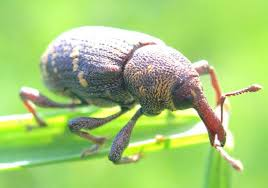 <p>True weevils</p>