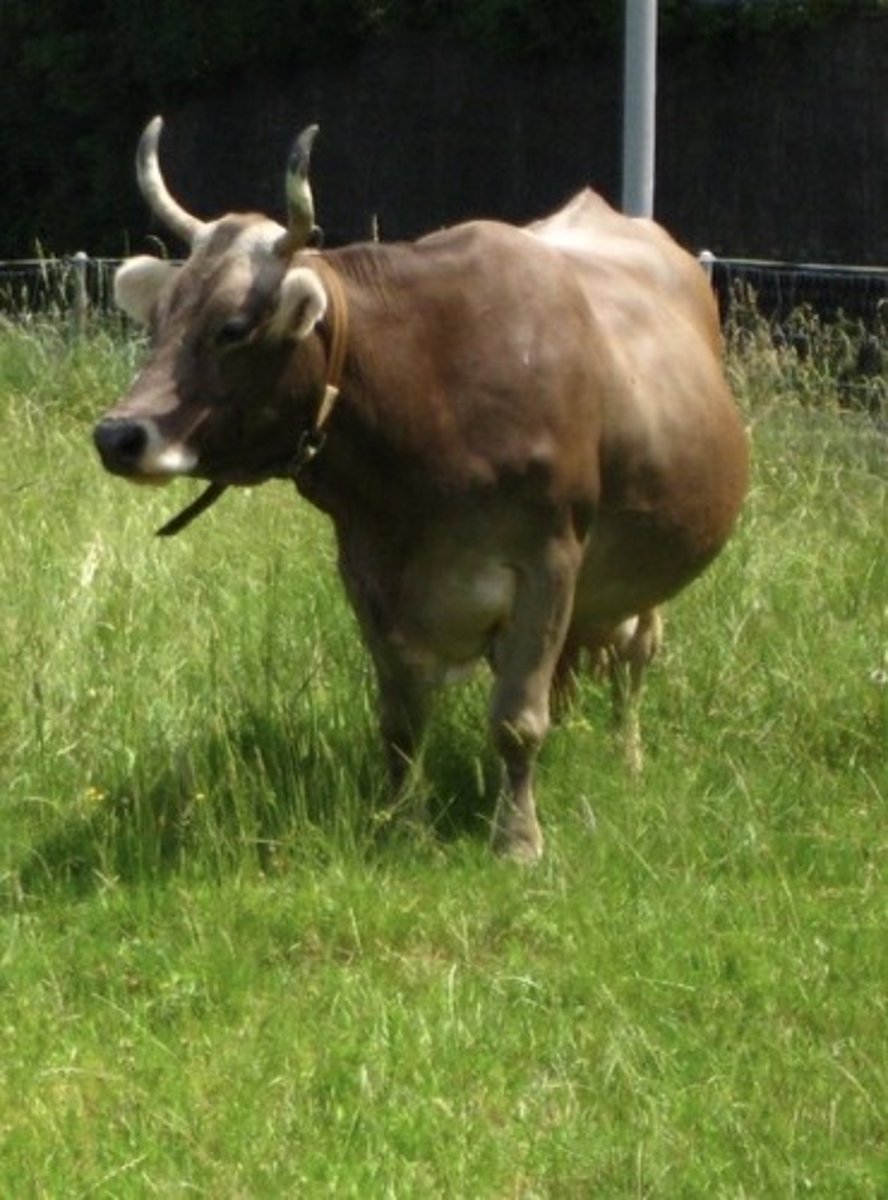 <p>Can be horned or polled, usually chocolate brown but can be much lighter</p>