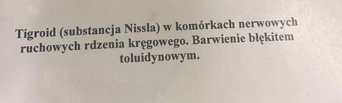 <p>odbywa się w nich synteza białek dzięki czemu sygnał może być przekazywany za pomocą neurotransmietrów</p>