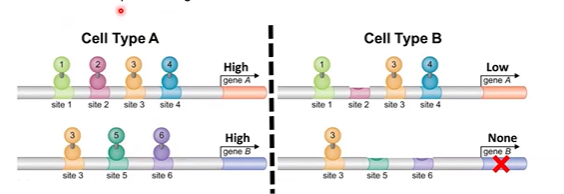 <p>mixing and matching protein family variants</p>