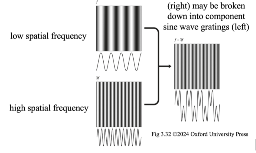 <ul><li><p>theorem: sine wave is basic unit — makes complex patterns</p></li><li><p>analysis: procedure for separating a complex pattern into component waves that vary over space</p></li><li><p>with visual stimuli: complex scenes can be described as a set of component sine waves</p></li></ul><p></p>