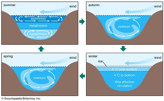 <p>stagnation layer, water does not move here in the summer, most O2 concentration here</p>