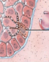 <p>What type of cell is this? the one the black line is pointing to?</p>