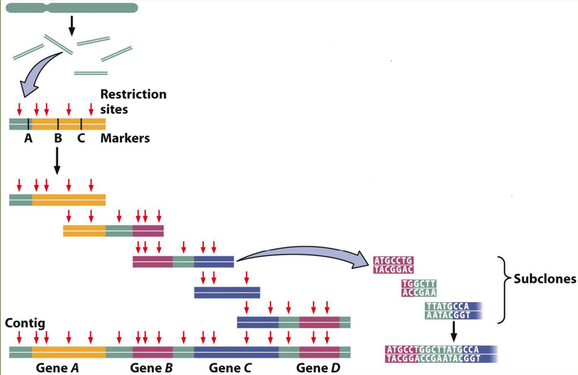 - Overlap of Restriction Enzyme digest pattern, DNA marker or other known sequence can be used to determine clone order to assemble a Contig
-- Contig= contiguous sequence 