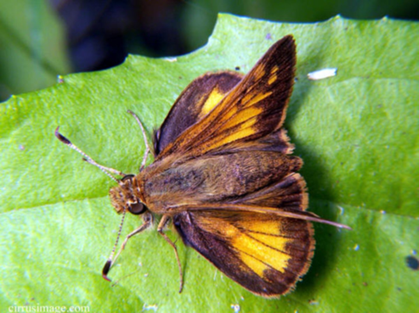 <p>Skippers</p>