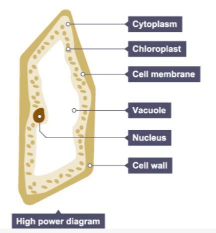 <p>What is a high power diagram?</p>