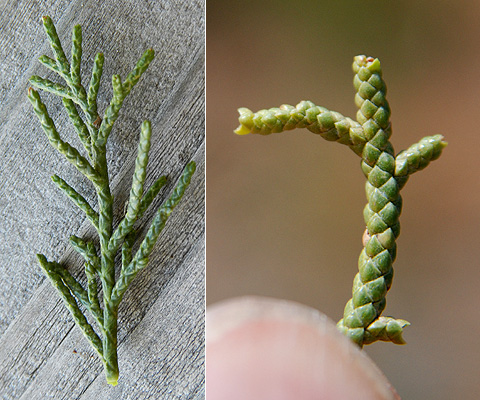 <p>What leaf type is this?</p>