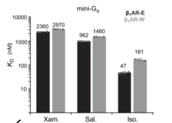 <p>Jones et al (2024) compared the dissociation constant of three ligands (Xam, Sal, and Iso) for two alleles of the b1-A Receptor (E or W). <br>Which receptor (E or W) would produce a stronger signal? Explain.</p>