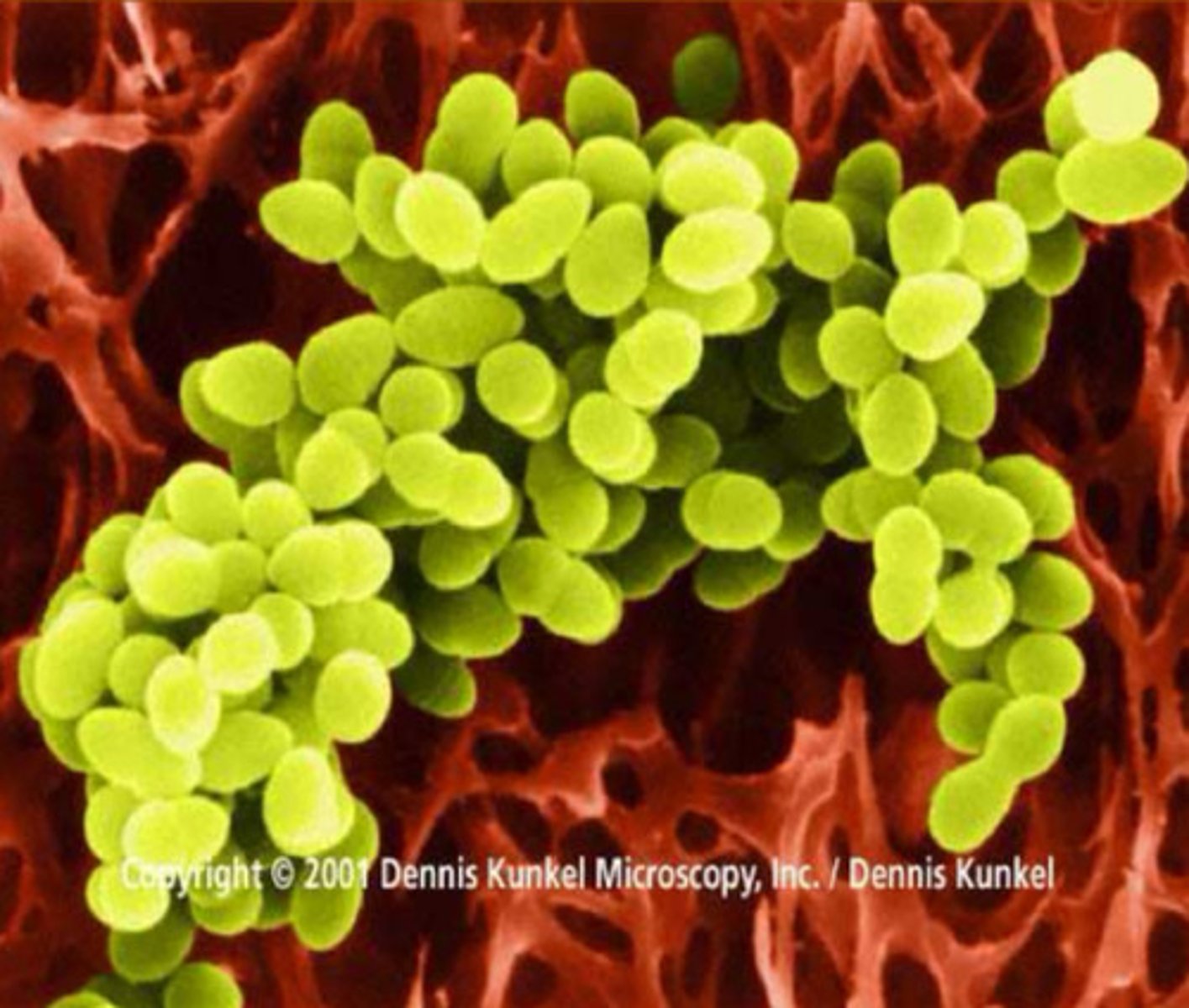 <p>Staphylococci</p>