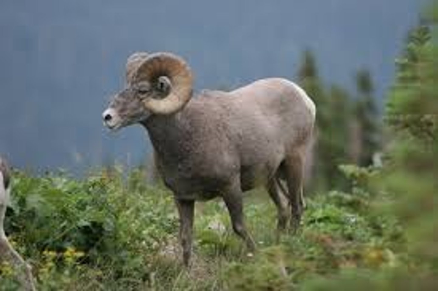 <p>Rocky mountain bighorn sheep</p>