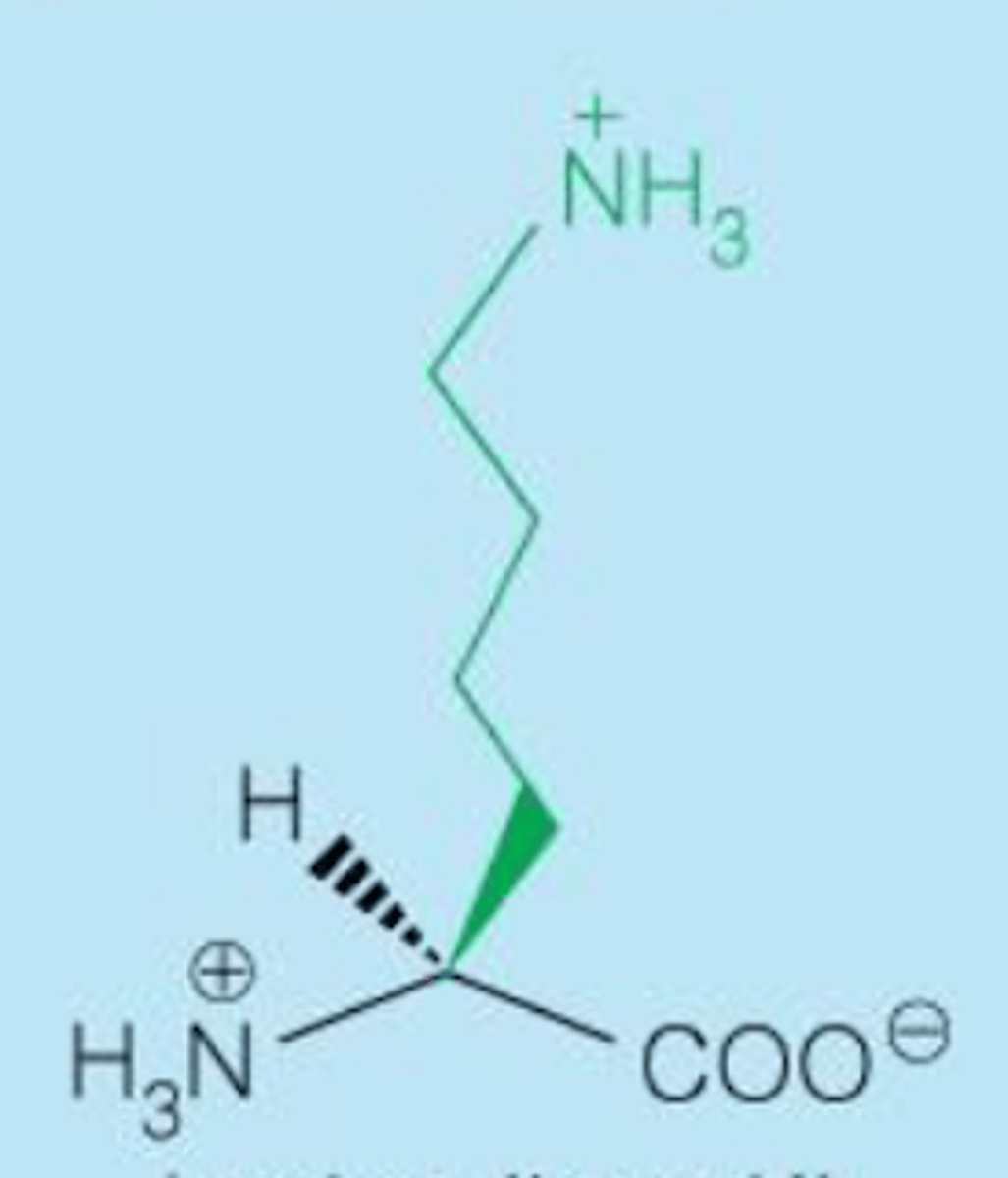 <p>Lys K pkr=10.5</p>