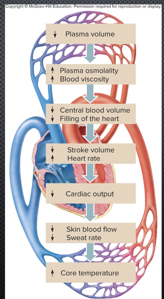 <p>-higher competition for blood between the active muscles (VO2, for work) and the skin (to dissipate heat)</p><p>*if muscles win=heat injury</p><p>-performance impairment starts at ~2% body weight loss</p><p>-consequences are a continuum</p>