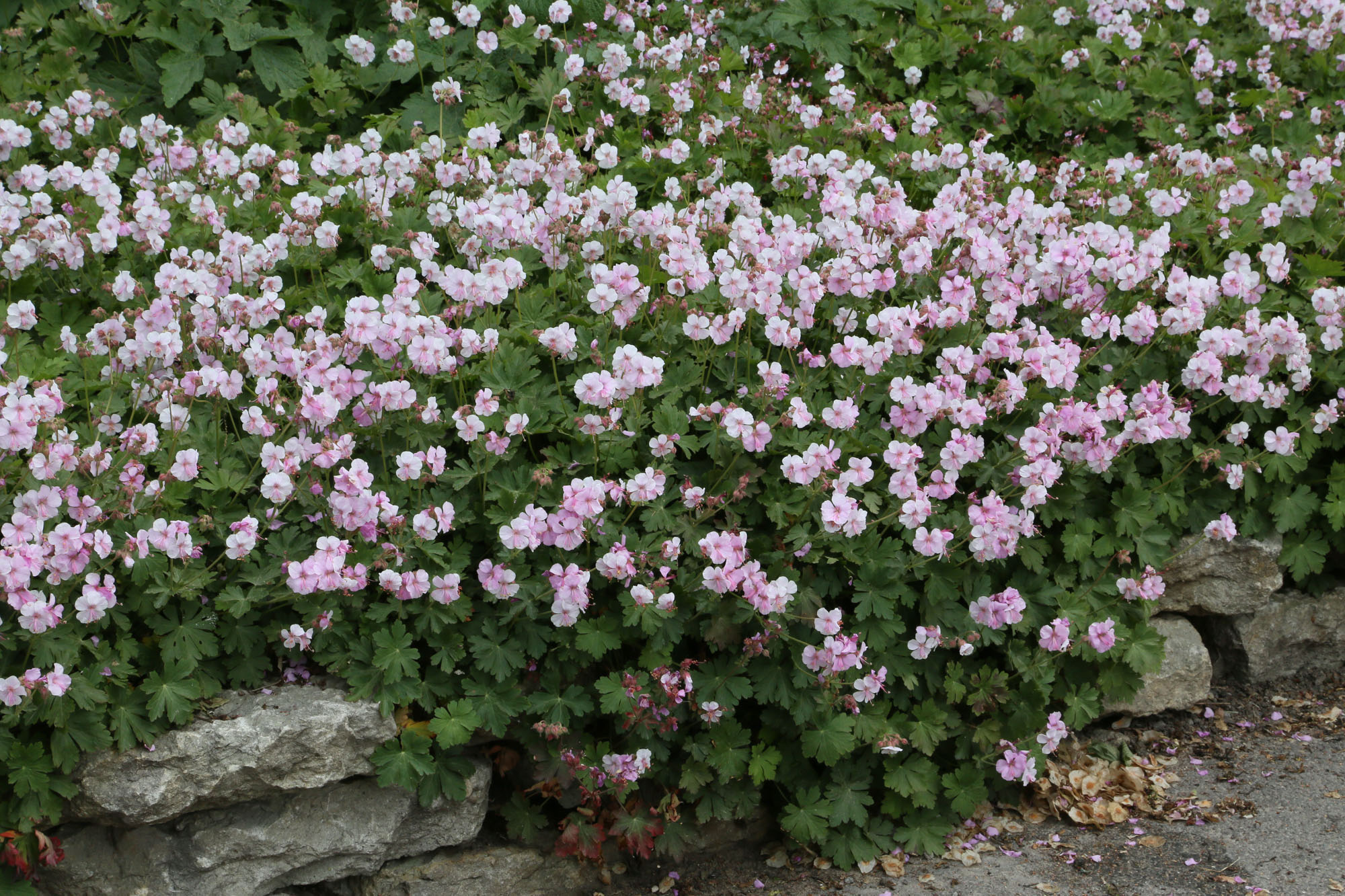 <p>Vilken blomma?</p>