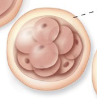 <p>What structure is shown?</p>