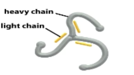 <p>Usually from plasma membrane to internal compartments (endosomal system) and golgi.</p><p>First coat protein to be identified (composed of 3 copies of heavy chain and light chain arranged in a 3 armed PINWHEEL—triskelion)!</p><p>Assembles on plasma membrane, pits will form that pinch off and clathrin then decoats.</p>