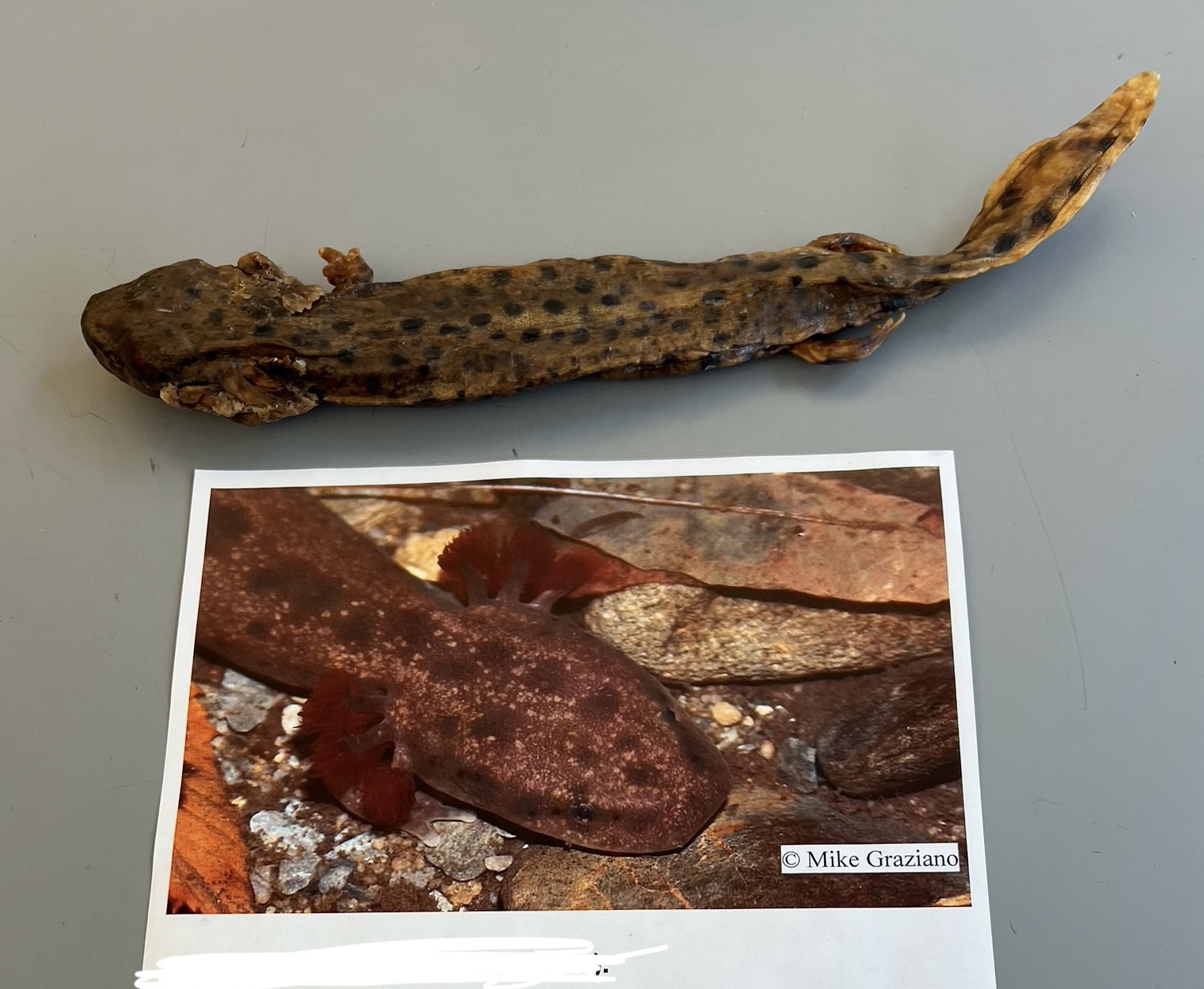 <p>What are the common and scientific names of this animal?</p>