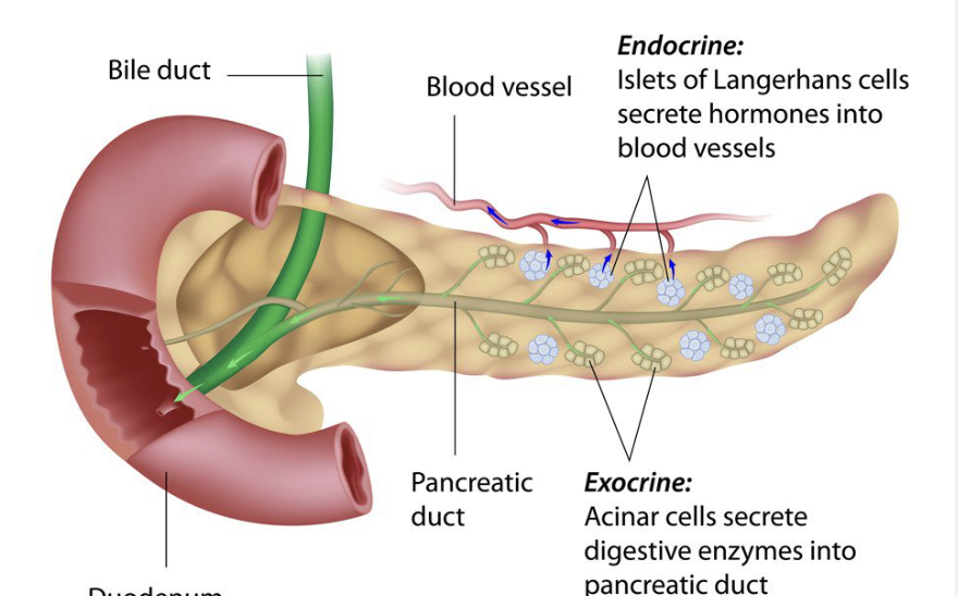 <p>the small groups of cells in the endocrine pancreas</p>
