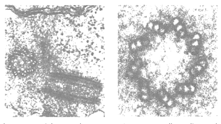 9 x 3 Microtubuli → kleine vlekjes nabij de celkern

! Enkel bij dieren