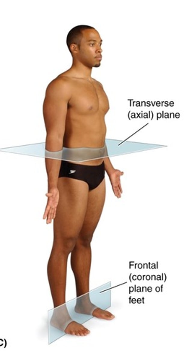 <p>Sectional Images are at right angles along any point of the longitudinal axis of the body or its parts.</p>