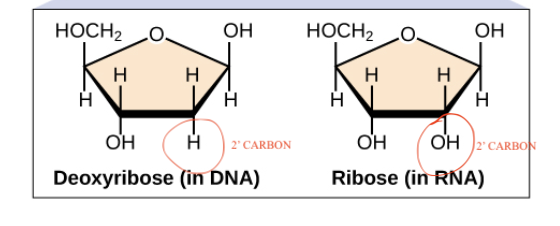 <p>DNA: Five-carbon sugar is deoxyribose. Has an extra -H on ‘2 carbon</p><p>RNA: Five-carbon sugar is ribose. Has an extra -OH on the ‘2 carbon.</p>