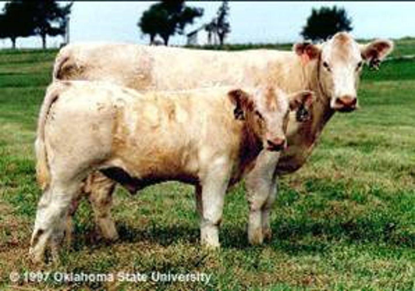 <p>- Beef breed from France ("Continental/exotic" and "paternal" breed)</p><p>- White with reddish pigment in skin</p><p>- Heavy muscling and large framed</p><p>- White color is co-dominant to other color genes (not usual among cattle) which gives a diluted color to calves born from a cross</p>
