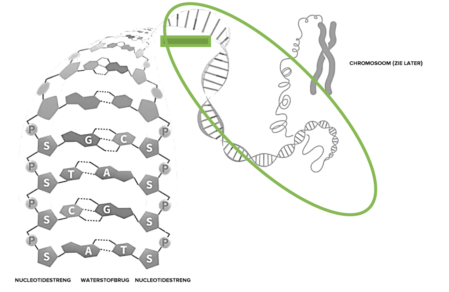 <p>Welke structuur heeft DNA?</p>