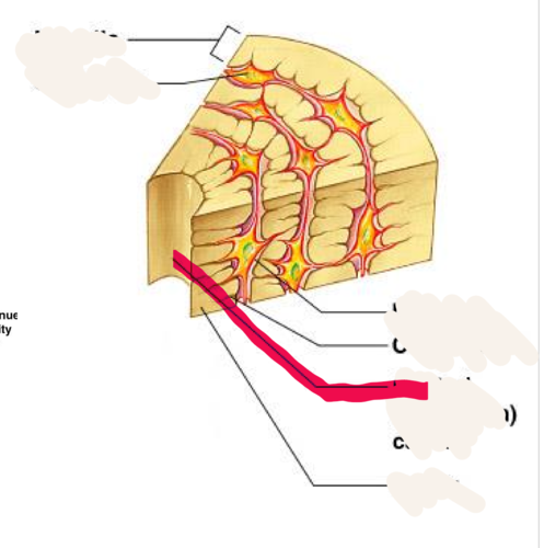 <p>opening in the center of an osteon, carries blood vessels and nerves</p>