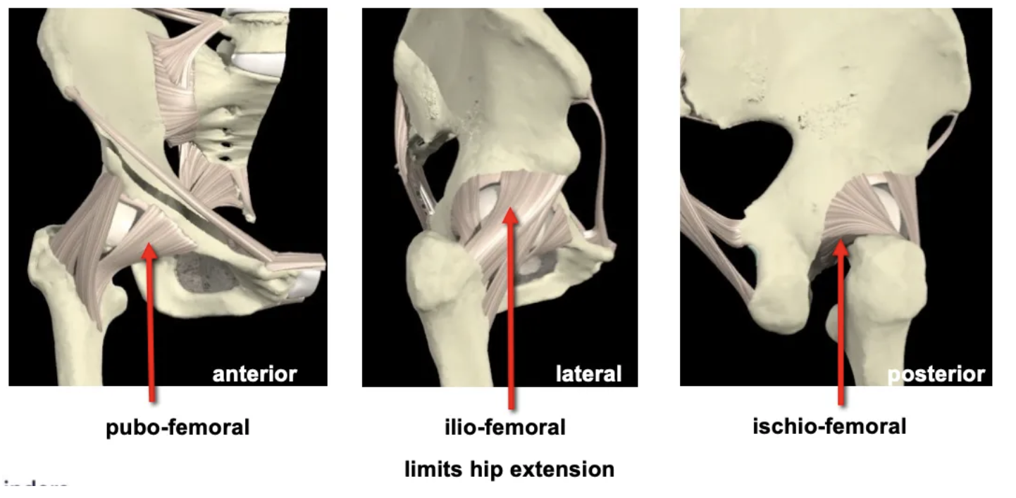 <p>Pubo-femoral: Limits hip extension.<br />
Ilio-femoral: Lateral, limits hip extension.<br />
Ischio-femoral: Posterior, limits hip extension.</p>