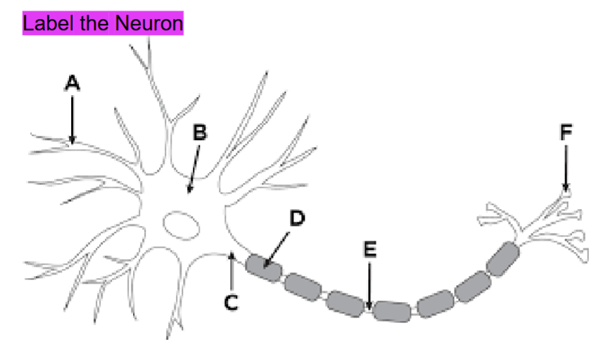 <p>Neuron Key D</p>