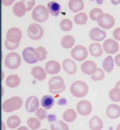 <p>What does this show?</p>