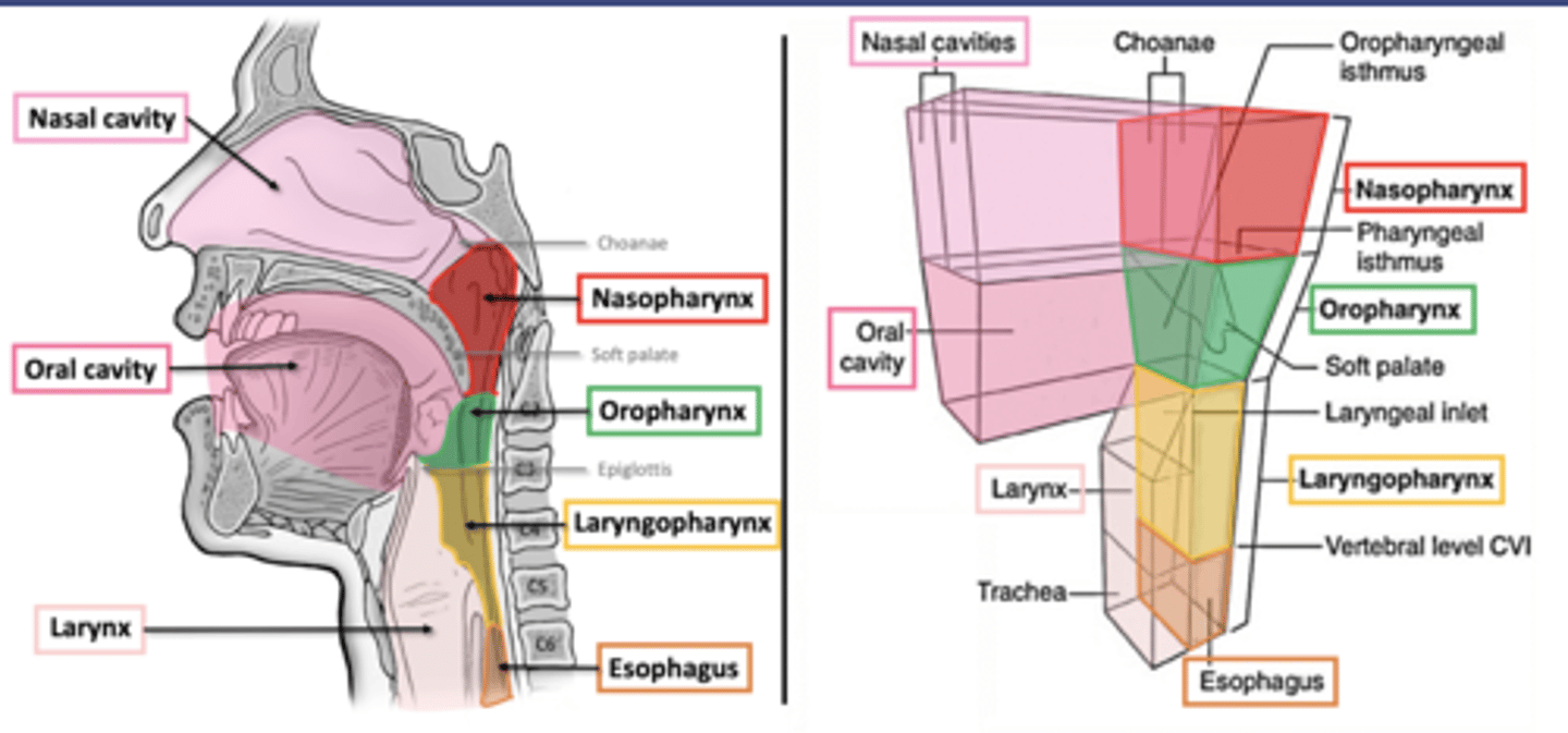<p>beginning of respiratory pathway</p><p>-mixing and propulsion</p><p>-naso, oro, and laryngopharynx</p>