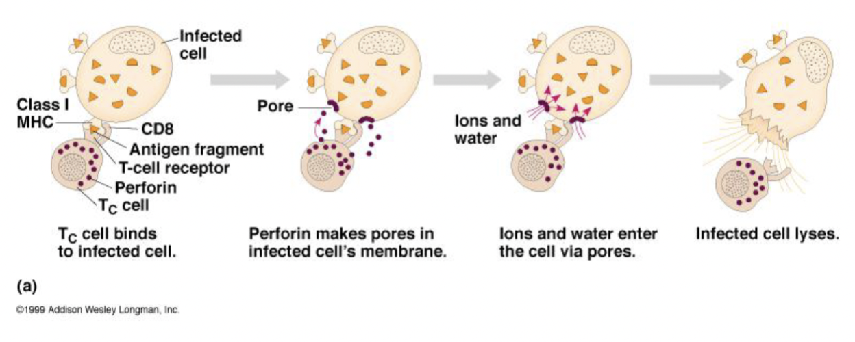 <p>Most are CD8+</p><p>Kill infected or abnormal host cells (cancer, transplant tissues)</p><p>Use perforin to create pores in the target cell → causes lysis</p><p>Undergo apoptosis when antigen is cleared</p>