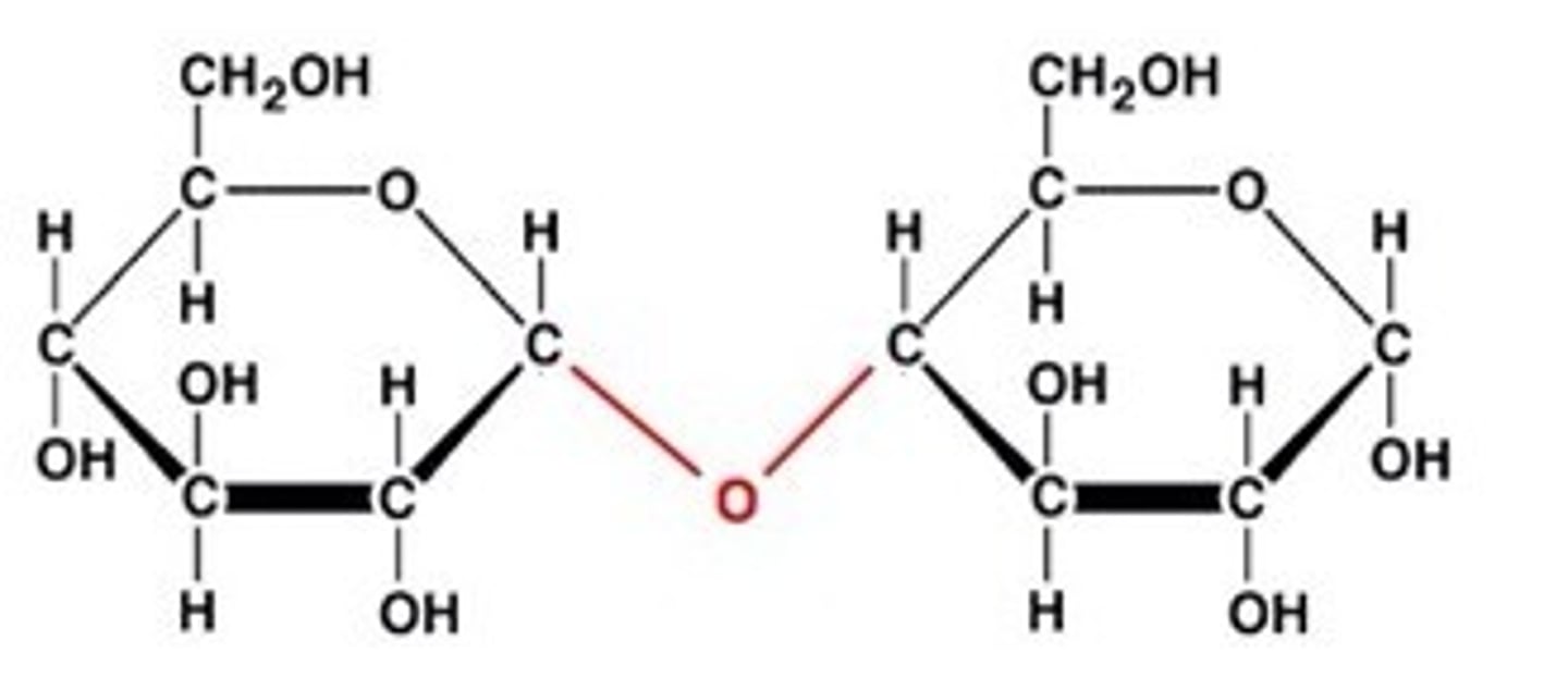 <p>A double sugar, consisting of two monosaccharides joined by dehydration synthesis.</p>