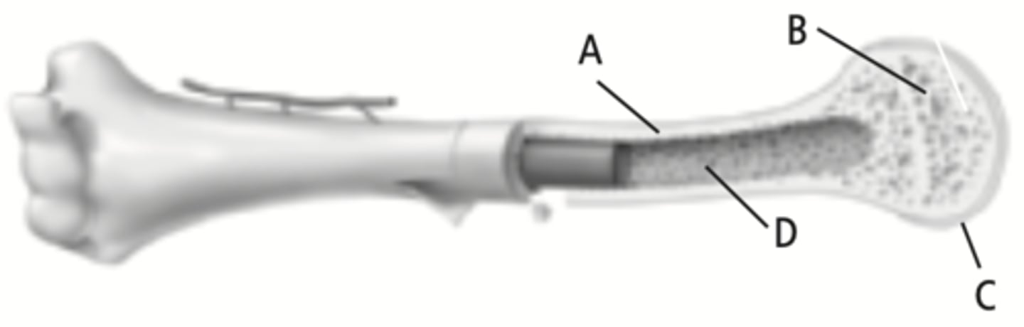 <p>The part of the bone labeled B</p>