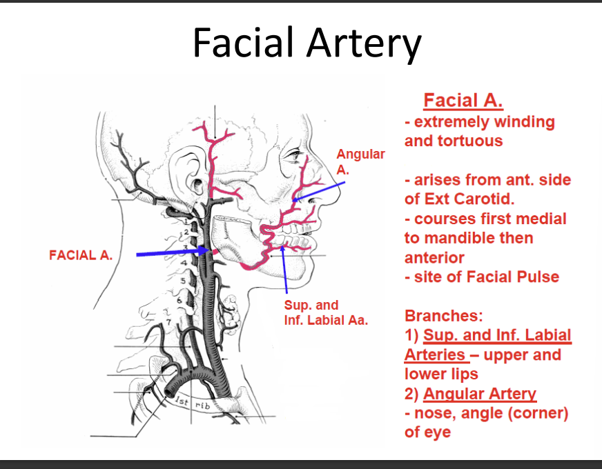 <p>arises from the anterior side of the external carotid artery</p><p>courses first median to the mandible then anterior </p><p>site of facial pulse</p><p>1) superior and inferior labial arteries - upper and lower lips</p><p>2) angular artery - nose and corner of the eye</p>