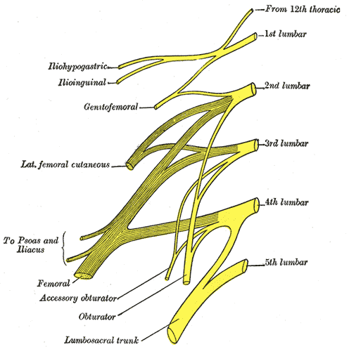 <p>What is a nerve plexus?</p>