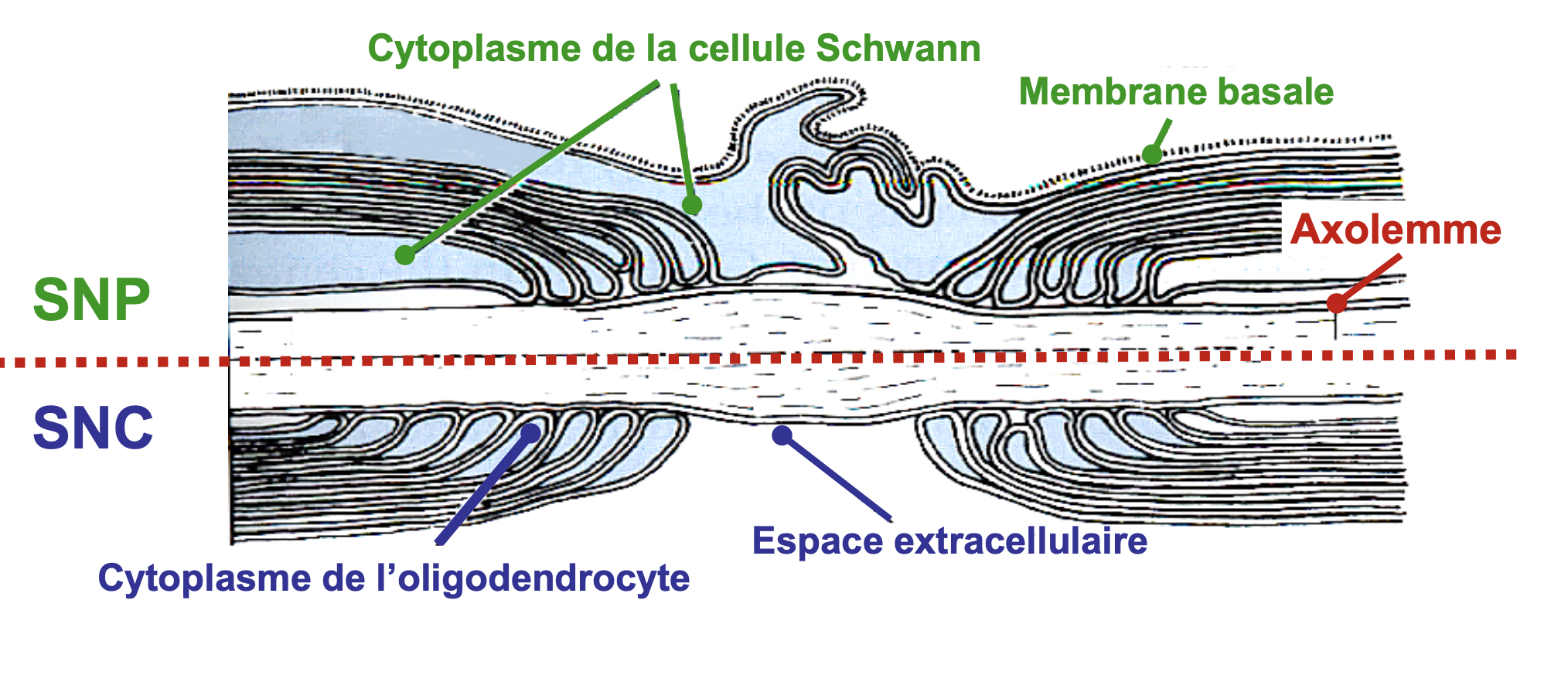 <p>Dans le SNP, les processus des noeuds de Ranvier protège l’axone avec des envaginations.</p>