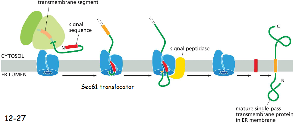 <p>hydrophobic segments recognized like signal sequences</p><p></p>