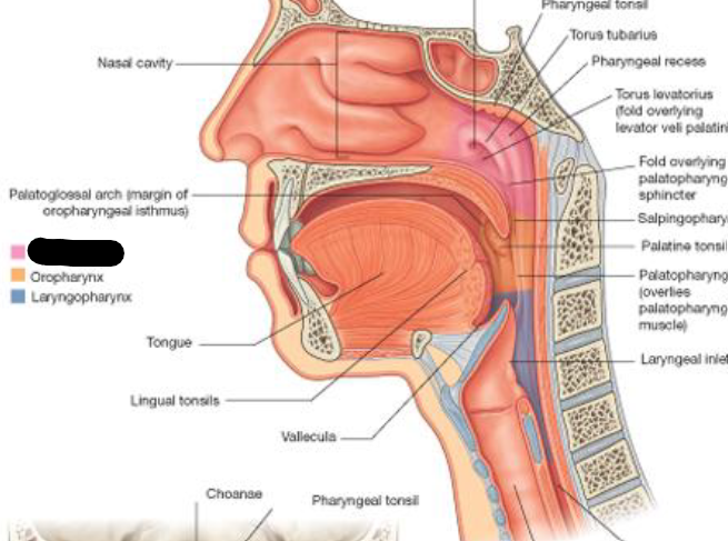 <p>What is this compartment of the Pharynx</p>