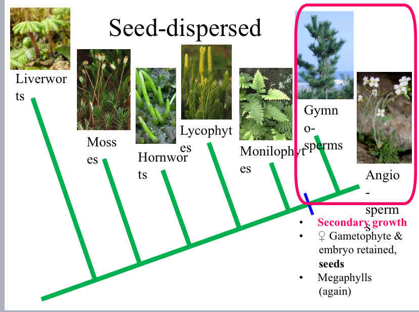 <p>Seed-Dispersed Plants</p>