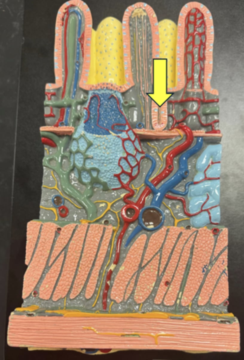 knowt flashcard image