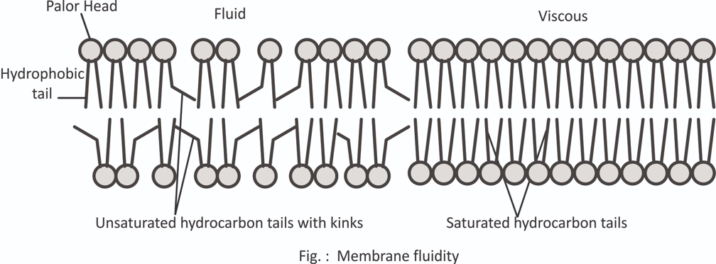 <p>More — more kinks make more empty gaps thus more room for fluidity</p>