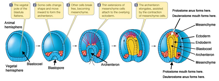 <p>Conversion of the spherical blastula into a 2 or 3 layered embryo</p><ul><li><p>Monoblastic to triploblastic</p></li></ul>