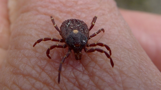<p><span>Vectors for pathogens causing Lyme disease, Rocky Mountain spotted fever, Tick-borne encephalitis, among others.</span></p>