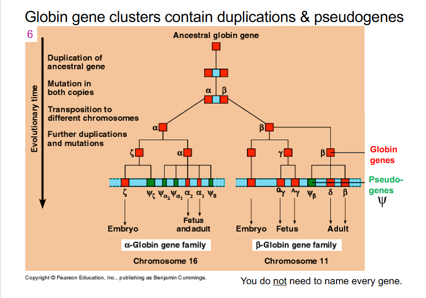 <p>Globin gene clusters contain duplications and pseudogenes</p>